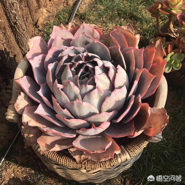 多肉植被图片大全称呼:什么是多肉植被？