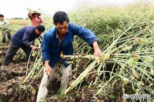 油菜图片:油菜的老练规范是什么？