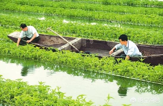 水茨菰:听旁人说再有菜蔬长在水里的，之真的吗？你领会哪些？