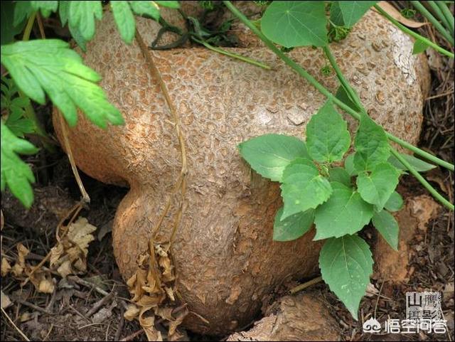 地阻挡:乡村俗名“地阻挡”的植被有何工效？