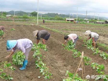 栽:乡村人讲“横栽甘薯竖栽葱，深栽茄子浅栽烟”，有什么简直的诀窍儿吗？