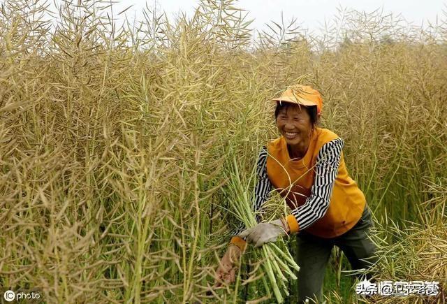 油菜图片:油菜的老练规范是什么？