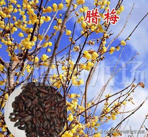 黄梅花图片大全:梅花与蜡梅如何辨别？