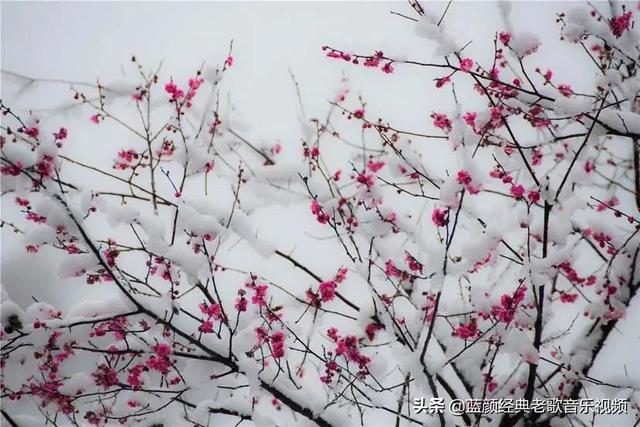 黄梅花图片大全:梅花与蜡梅如何辨别？