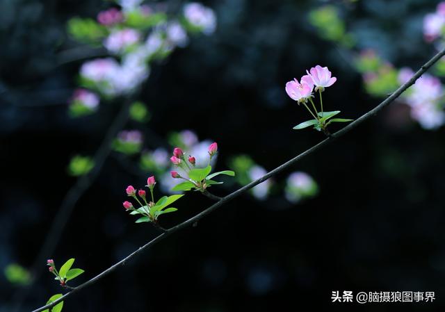 榴莲果花的图片:拍照怎样拍摄出榴莲果花的优美？