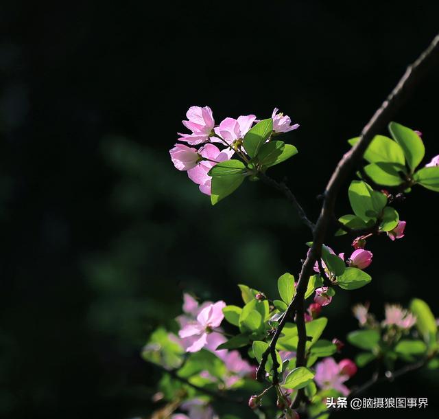 榴莲果花的图片:拍照怎样拍摄出榴莲果花的优美？