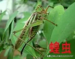 十大益虫:农业益虫都有哪些？如何防疫？