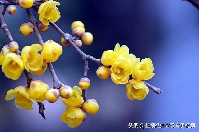 黄梅花图片大全:梅花与蜡梅如何辨别？