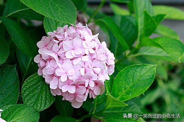 无穷的图片:绣球花无穷夏叶片发黄，有雀斑是什么因为，该如何弥补？