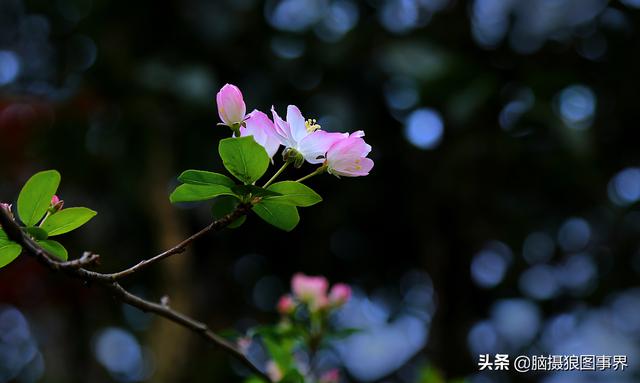 榴莲果花的图片:拍照怎样拍摄出榴莲果花的优美？