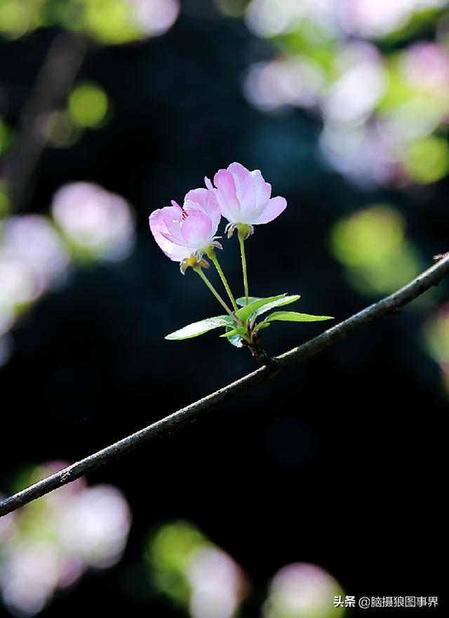 榴莲果花的图片:拍照怎样拍摄出榴莲果花的优美？