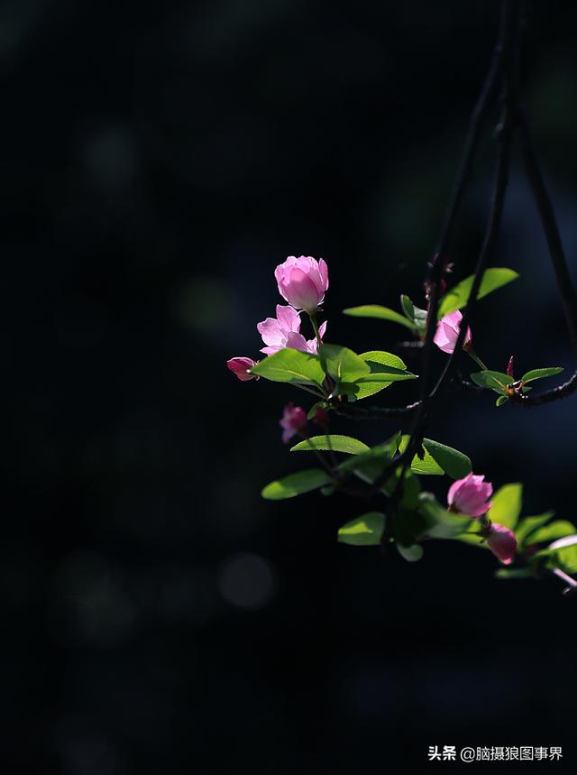 榴莲果花的图片:拍照怎样拍摄出榴莲果花的优美？