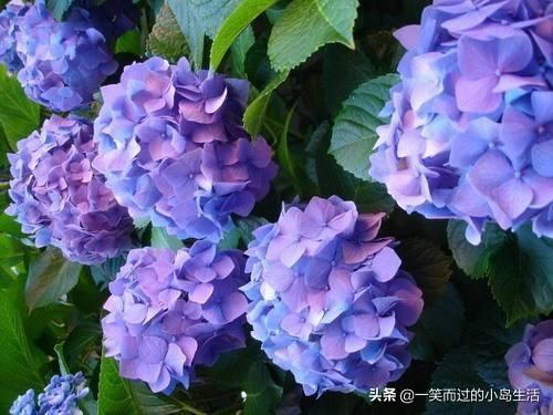 无穷的图片:绣球花无穷夏叶片发黄，有雀斑是什么因为，该如何弥补？