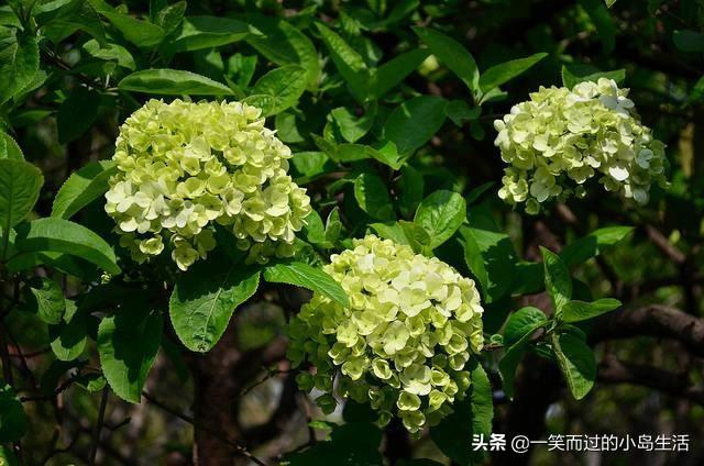 无穷的图片:绣球花无穷夏叶片发黄，有雀斑是什么因为，该如何弥补？