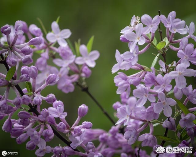 杜芫:乡村老翁常常挂在口边的“头疼花枪疼花”究竟是什么花？传闻一碰到它就会头疼是真的吗？