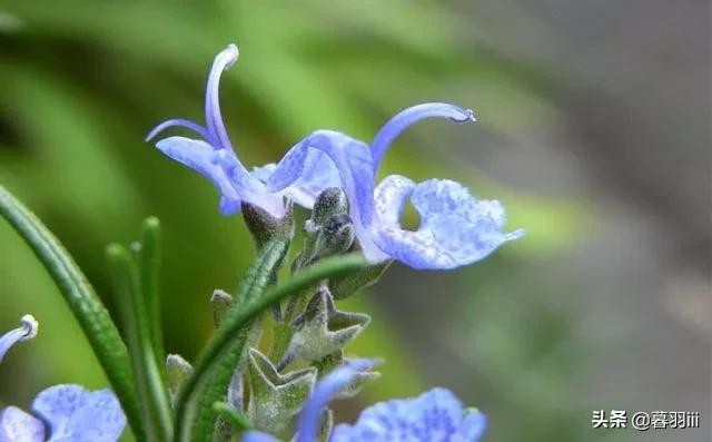 秋天什么花开:秋天开什么花？