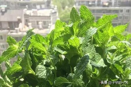 厕所放什么植物好
:卫生间适合摆放什么植物？