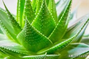 去甲醛植物
:什么植物可以去除甲醛？