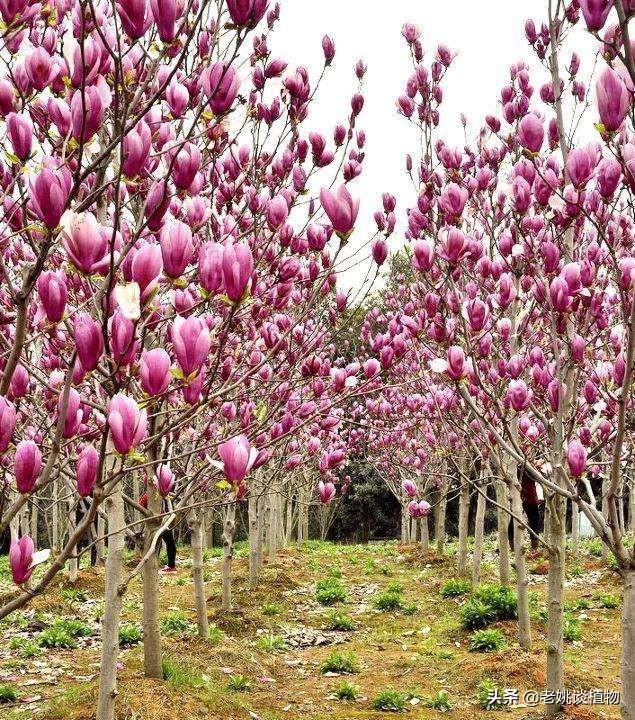 辛夷花图片:辛夷是什么植被？