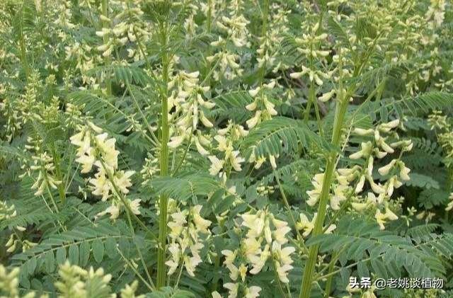 野生黄芪图片大全
:现在还有野生黄芪吗？网上的10年生野生黄芪是真的吗？