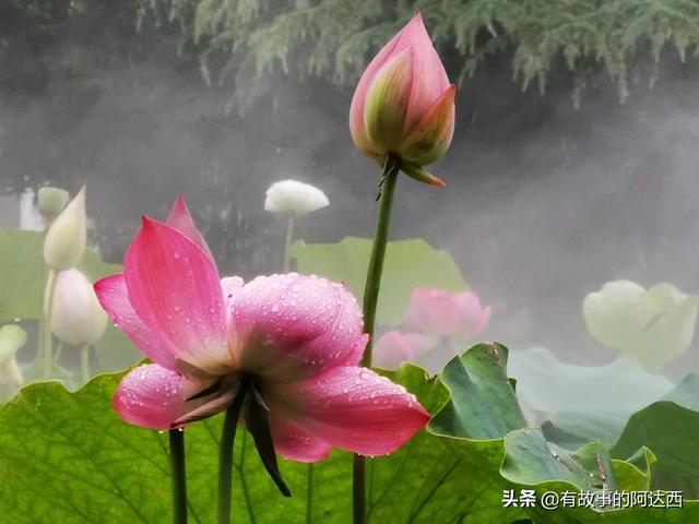 最美荷花图片大全高清:荷花从钻出海面到干萎，哪个阶段最犯得着拍摄？