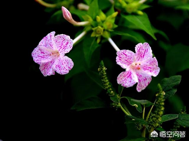 地雷花图片
:专业摄影师是怎么拍摄地雷花这种植物的？