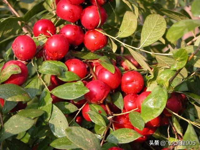 钙果图片
:农村有一种植物，人称“高钙果”，天然“补钙药”，您的家乡有吗？