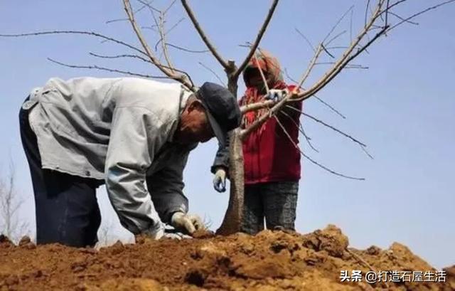 重瓣桃花
:桃花刚开败请问能耐多少度？