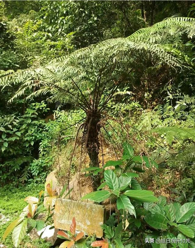 桫椤是什么植物
:我们老家有一种植物树蕨，学名黑桫椤属国家保护树种，这种树种是如何栽培繁殖的？