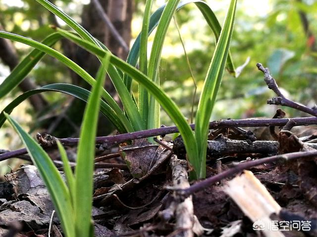 兰花怎么种植方法
:兰花种植有哪些方法？