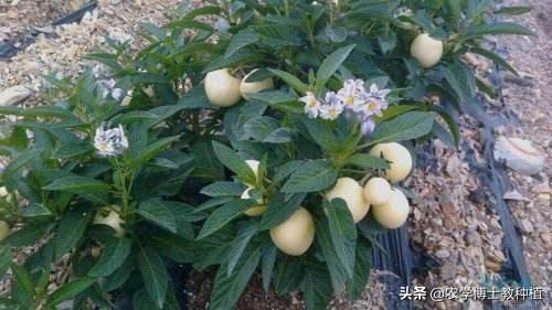 人参果种植条件和方法
:人参果种植如何管理？