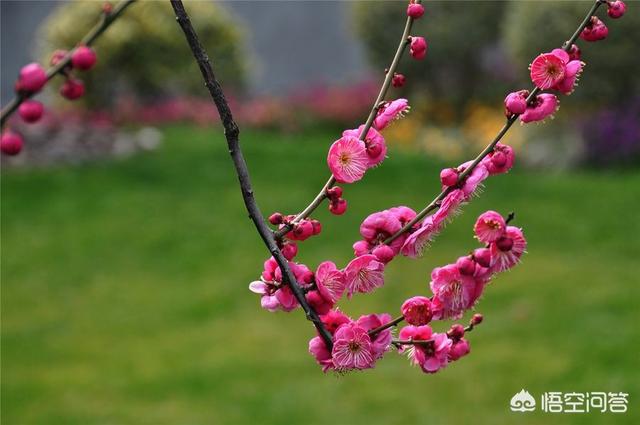 花梅
:梅花怎么养？