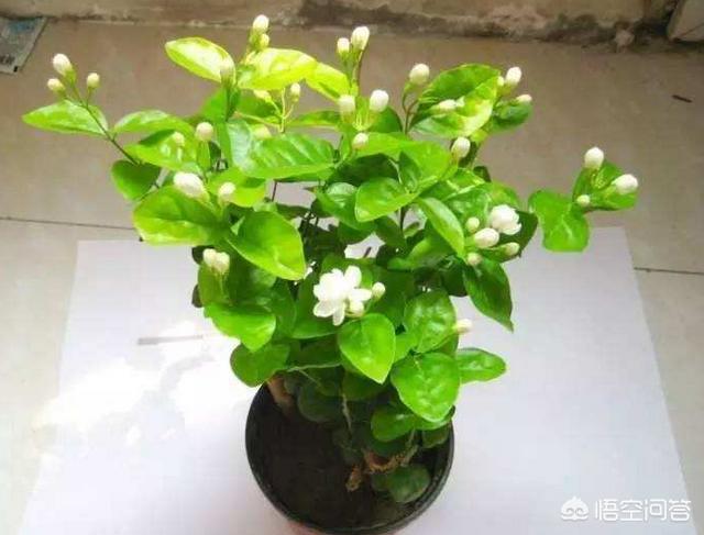 高清茉莉图片大全
:茉莉花品种不同，哪种茉莉花是最香最值钱的？