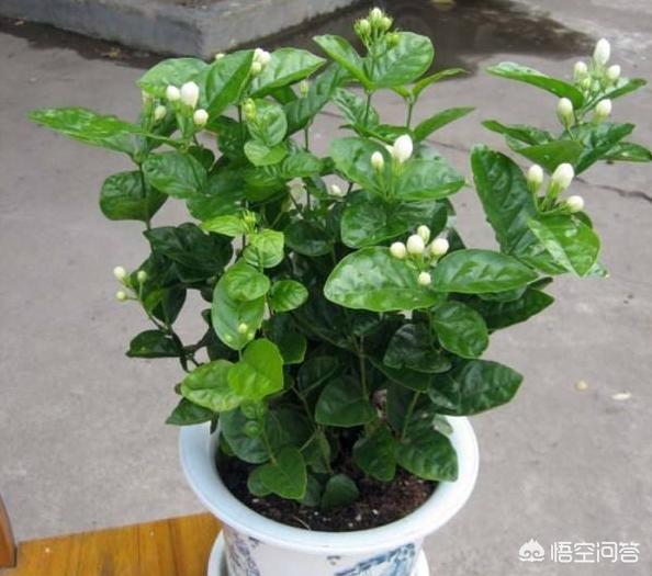 高清茉莉图片大全
:茉莉花品种不同，哪种茉莉花是最香最值钱的？