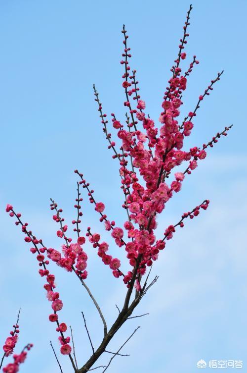 花梅
:梅花怎么养？