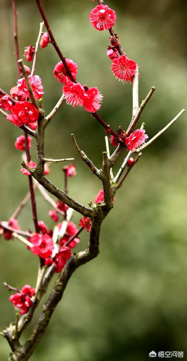 花梅
:梅花怎么养？