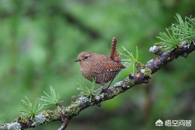 所有野生血藤图片
:被宣布灭绝30年的鹿类有蹄类生物银背鼷鹿在越南被重新发现，那么野生华南虎有被重新发现的可能吗？