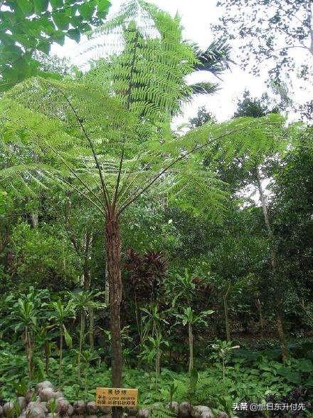 桫椤是什么植物
:我们老家有一种植物树蕨，学名黑桫椤属国家保护树种，这种树种是如何栽培繁殖的？