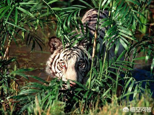 所有野生血藤图片
:被宣布灭绝30年的鹿类有蹄类生物银背鼷鹿在越南被重新发现，那么野生华南虎有被重新发现的可能吗？