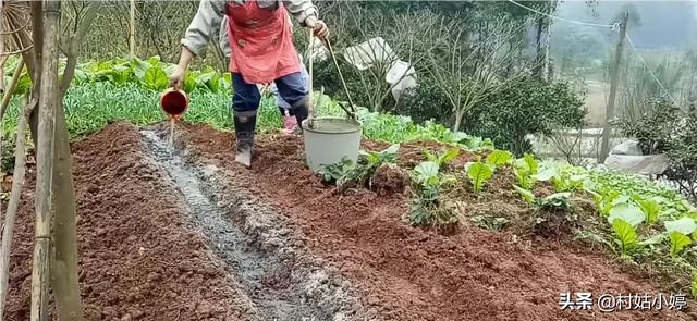 草莓怎么种植方法
:如何种殖草莓？