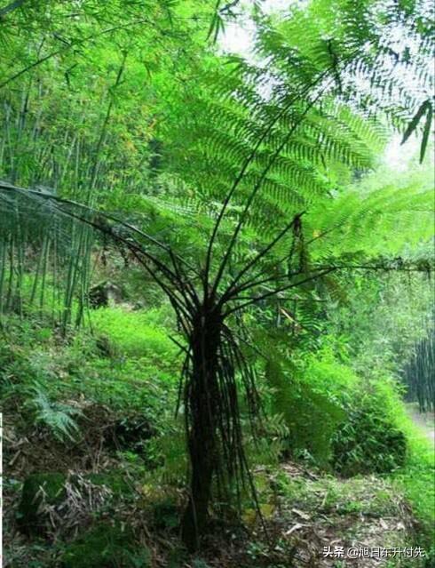 桫椤是什么植物
:我们老家有一种植物树蕨，学名黑桫椤属国家保护树种，这种树种是如何栽培繁殖的？