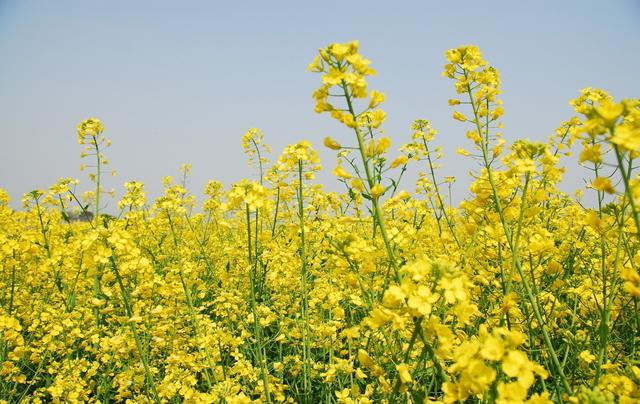 油菜花能吃吗
:油菜花可以吃吗？怎么做好吃？