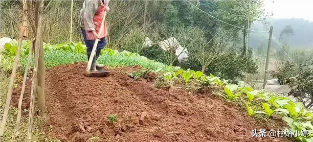 草莓怎么种植方法
:如何种殖草莓？