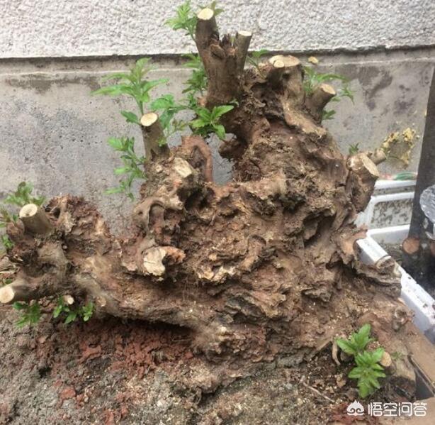 8种榆树照片
:老家地里有很多黄荆和山榆树，挖回家里能做成盆景吗？