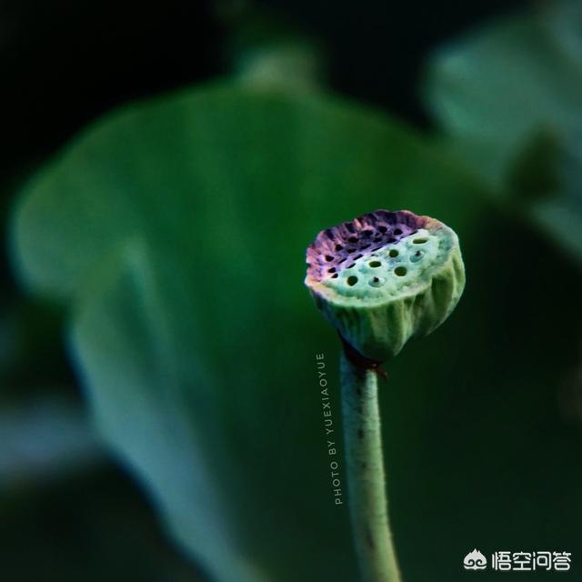 荷花照片
:荷花经常拍，但你有没有想过如何把普通的荷叶给拍美？分享一下你拍荷叶感受吧？