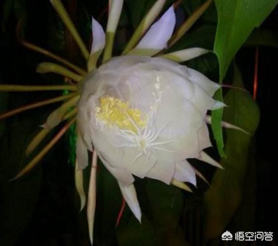 昙花属
:昙花最多是什么颜色？怎么养？