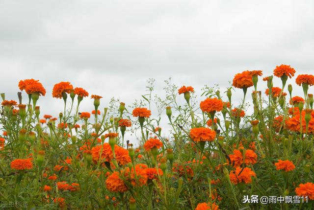 草本花卉
:有什么适合北方庭院地栽的草本花卉？