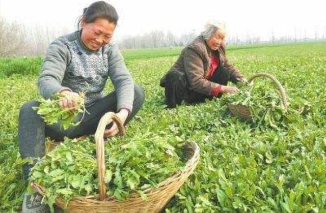 野生荠荠菜图片
:怎样栽培野生荠菜？