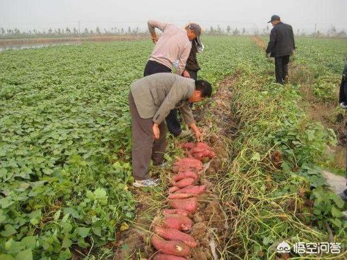 红薯图片大全大图
:红薯如何种植才能种出好形状？