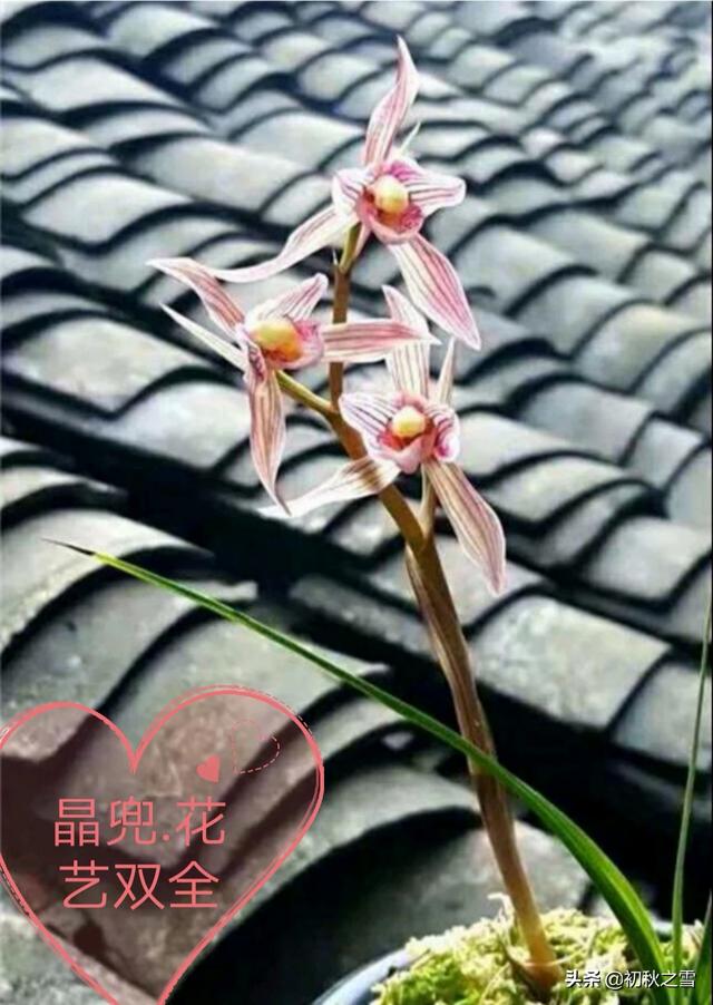 兰花图片大全
:什么品种的兰花最珍贵？